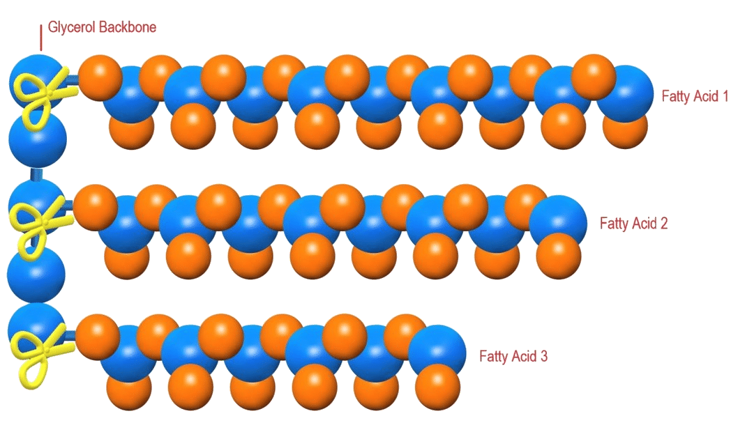FAQs Radicle Biotech Environmental Biotechnology